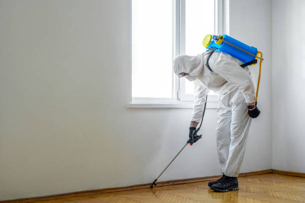 Best Wasp Removal Services  in Mountain View, AR