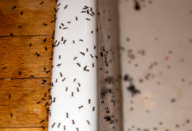 Best Affordable Pest Control Services  in Mountain View, AR