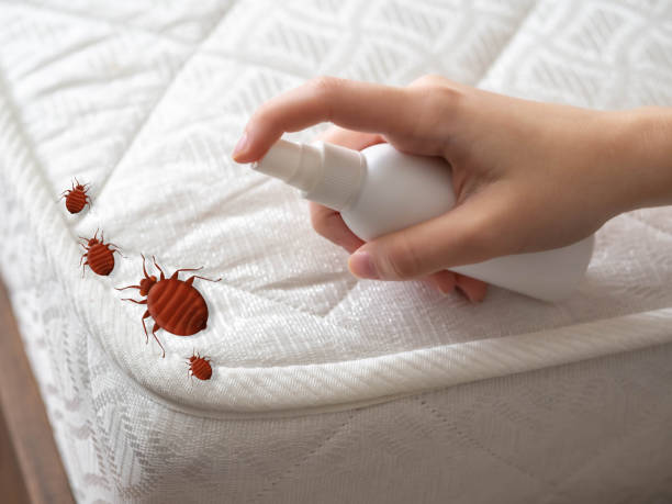 Best Flea Control Services  in Mountain View, AR