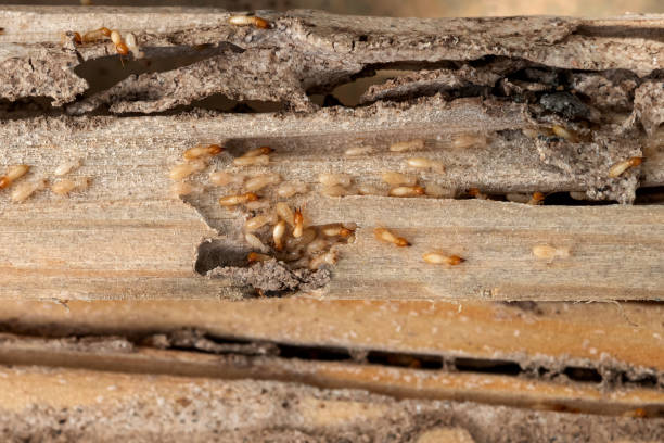 Best Pest Prevention Services  in Mountain View, AR