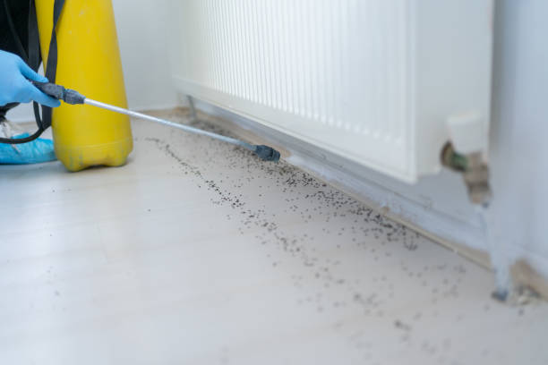 Best Emergency Pest Control  in Mountain View, AR