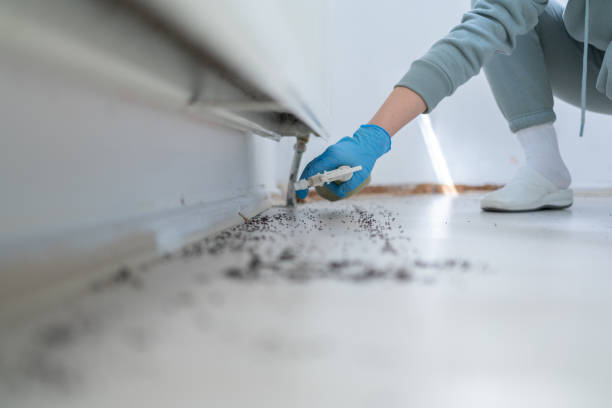 Best Affordable Pest Control Services  in Mountain View, AR